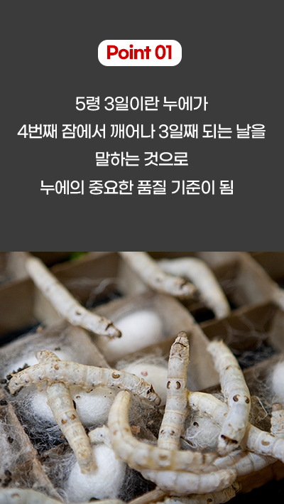 누에 사진2